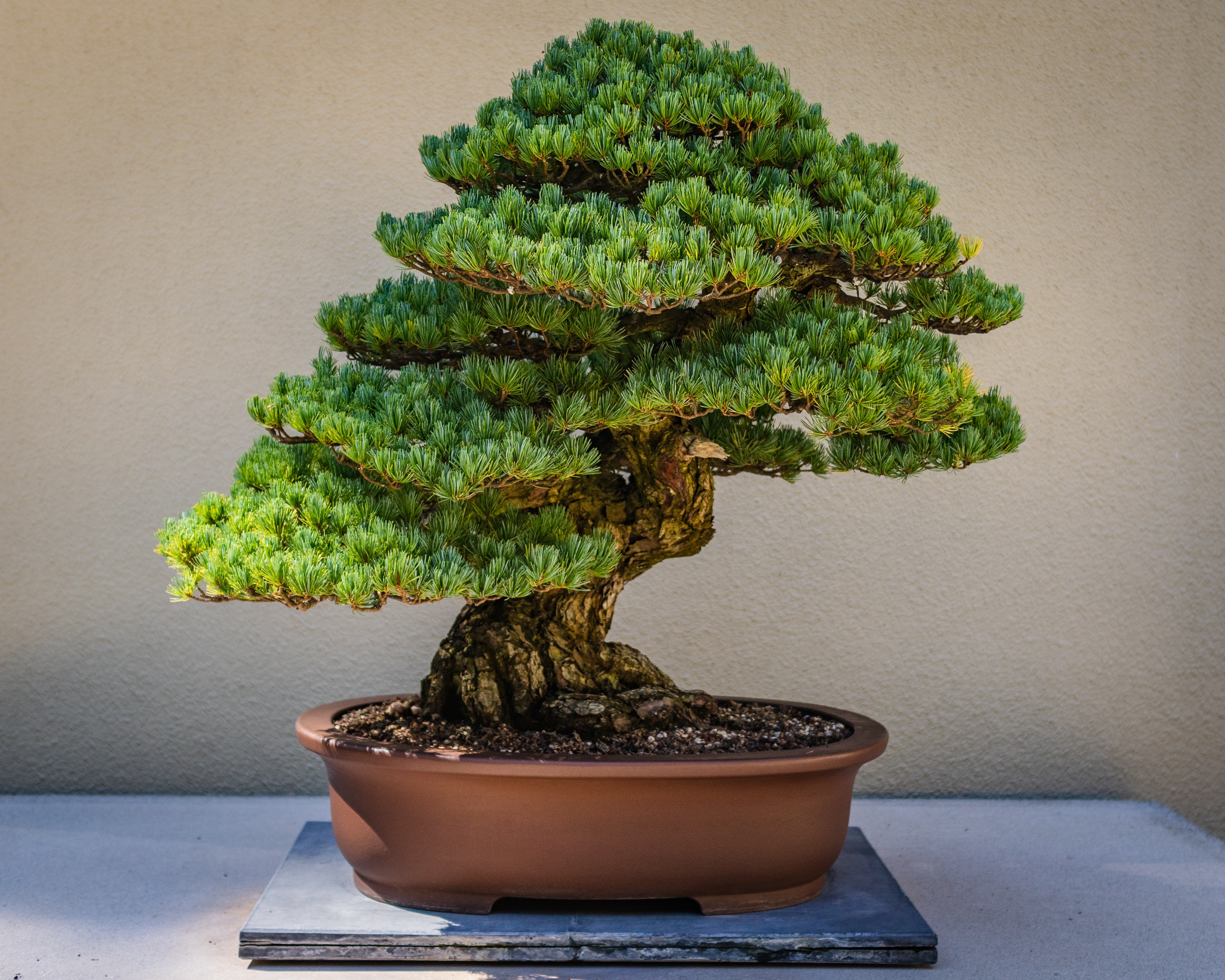 Is It Deductible? Bonsai Trees